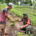 Babinsa Koramil 0413-07/Koba Pratu Sudedi melaksanakan Pendampingan kepada petani Cabe, ubi, dan kacang tanah kelompok Tani Muda berkarya