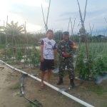 Babinsa Koramil 0413-03/Merawang Sertu Alo Mustofa melaksanakan komsos Di kebun Warga