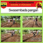 Untuk Meningkatkan Ketahanan Pangan Babinsa Bersama Masyarakat Melaksanakan Penanaman Kangkung Di Desa Binaan
