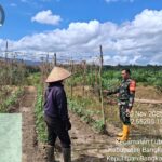 Babinsa Koramil 413-07/Koba Dampingi Petani Kacang Panjang di Bangka Tengah, Perkuat Ketahanan Pangan Lokal