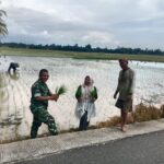 Babinsa 07/Pauh Kambar Bersama PPL Turun Ke Sawah Cek Kondisi Tanaman Padi di wilayah desa binaan