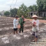 Dampingi Petani Sayur di Arung Dalam, Babinsa Koramil 0413-07/Koba Perkuat Ketahanan Pangan Local